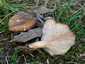 Ördögszekér-laskagomba (Pleurotus eryngii), Budai-hegység